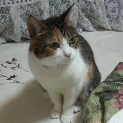 猫とゲームとメンズエステ好きなアラフィフおじさんです。 セラピストのみなさんを応援してます‼️ 無言フォロー失礼します。ラーメン好きで、お祭り大好きです。近場ですがトラック乗り主に2トン、たま〜に4トン以上