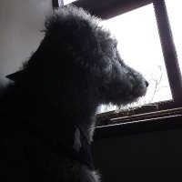 Pixel collar (@pixelcollar) 's Twitter Profile
