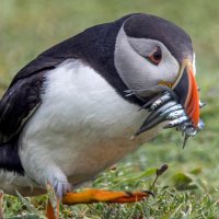 FfotoCymru (@ffotoc) 's Twitter Profile