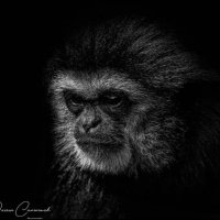 yams (@yams_lams) 's Twitter Profile Photo