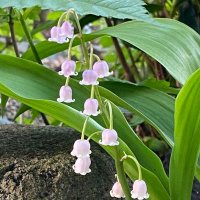 月のすずらん (@muguetlune) Twitter profile photo