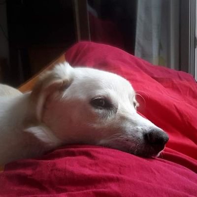 lichtbildmacher's profile picture. #Nick & #Yule #Uli #Bogensport #Teich #Natur #Jobcenter #Vinyl