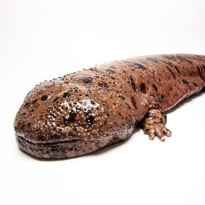 Meliack_'s profile picture. 