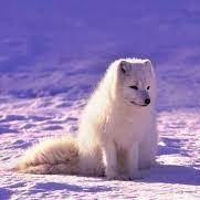 Wizzwolf1's profile picture. 