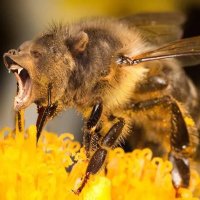Bee_Leaver(@_Bee_Leaver_) 's Twitter Profile Photo