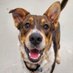 Adoptable Dog Facts (@true_dog_facts) Twitter profile photo Adoptable Dog Facts (@true_dog_facts) Twitter profile photo