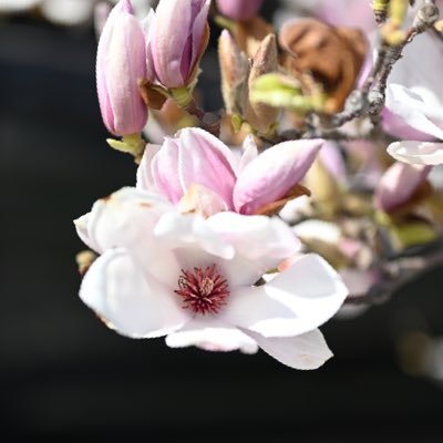 wrenimator's profile picture. 🇹🇼🇨🇳