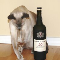 CuriosityCat (@catcuriosity) 's Twitter Profile