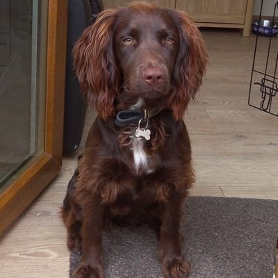 I'm Cora the Sprocker. New here. Dad wants me to be a gun dog. Mum wants to put pink bows in my hair and kids just want to play.
What's a girl to do...?