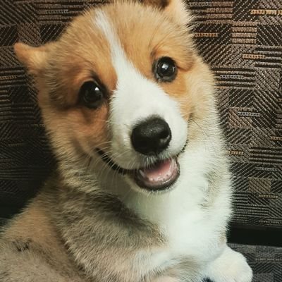 2021年こどもの日🎏生まれのコーギー🐶の女の子です。奈良県の犬舎ポテンシャルドック出身。 いいねは賛同とは限りません。コーギー好きさん、犬好きさんと繋がりたいです。井上瑞稀と中村嶺亜(KEYTOLIT,キテレツ)TOBE箱推し。
