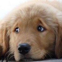 Tanstaafl (@tanstaafl59) 's Twitter Profile