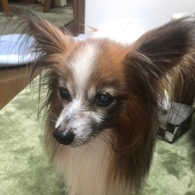 初PC!! タルコフ初心者 ゴルフ大好き モンハン好き FPSはしたことがなくてタルコフが初です。キーボードとマウスでの操作も初めてです。それでも良ければタルコフ一緒にしてください⭐︎ FF14をはじめました!!