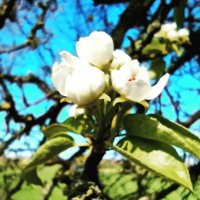 Charmingflower🌺 (@charmingwild) 's Twitter Profile
