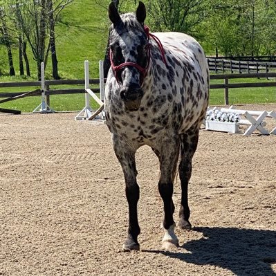 Highly Educated Nurse, painter, horsewoman. Our bodies, our choice.