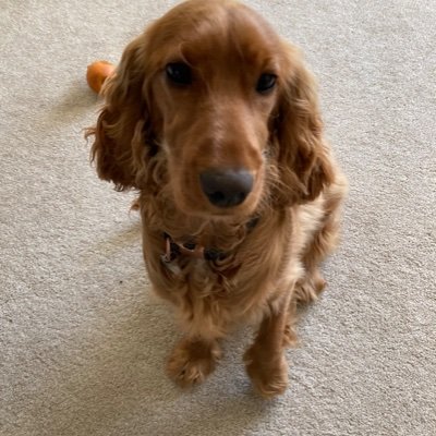 MarieHa52529866's profile picture. Doting grandma, passionate gardener. Love the North East.