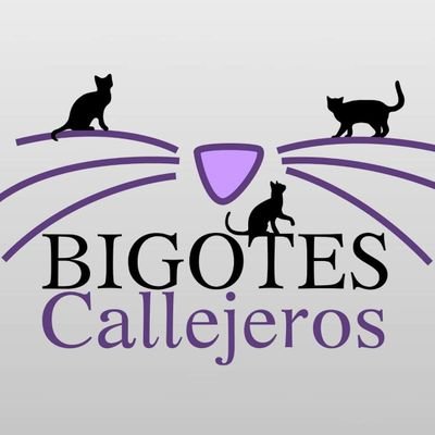 Protectora felina desde 2016. Síguenos en FB🌍 https://t.co/wjas2y6PpZ 
Tienda 🎁 https://t.co/ObAVjgHeZL
Paypal: bigotescallejeroszgz@gmail.com 
Bizum: 03888