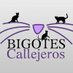 Asociación Protectora Bigotes Callejeros Zaragoza (@bigotescalleje1) Twitter profile photo