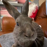 Diggertherabbit(@diggertherabbit) 's Twitter Profileg