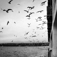عزيّزه. (@oooz_z22) 's Twitter Profile