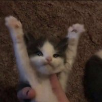 araa (@delphiniiiium) 's Twitter Profile