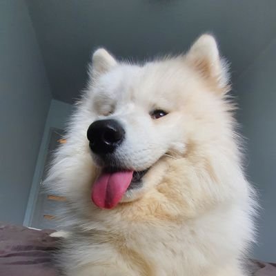 MichalRomejko's profile picture. 