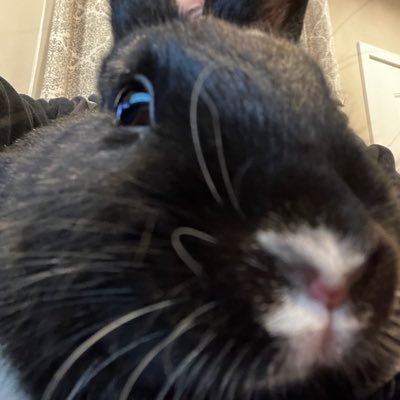 Dhizzle11's profile picture. 