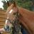 hele_t's profile image