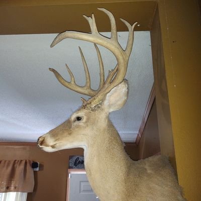 RonnieBrazil2's profile picture. family first