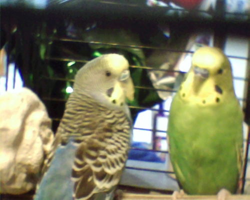 haven250's profile picture. Be patient with me, God is still working on me! 

An avid Twit  tv listener and seeing Leo is now into the awesome hobby of Ham radio, like COOL!!