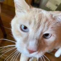 bigbridge (@bigbridgeh) 's Twitter Profile