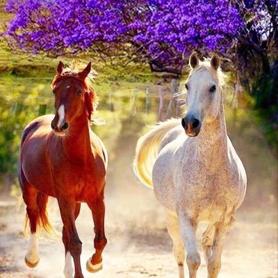 V_Elite1's profile picture. لاشيء