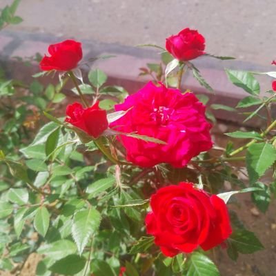 rahi_rais's profile picture. 