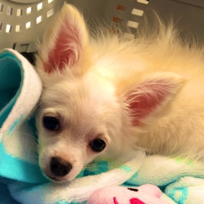 okayu1151's profile picture. ロングコートチワワ♂/🍰2022.01.15🏠2022.05.03/マイブームはさつまいも🍠/やんちゃチワワとの日々の備忘録です。仲良くしていただけると嬉しいです。よろしくお願いします。