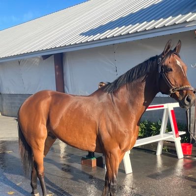 MN Based Thoroughbred Horse Racing Stable.  Trained by Robertino Diodoro.  Regular guys trying to build a barn!!