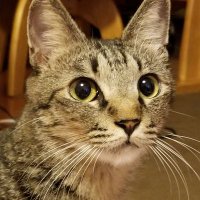 とにー🐱 (@mrsheartache5) 's Twitter Profile