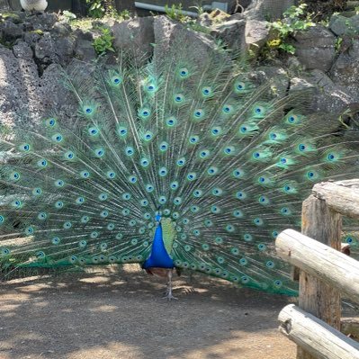 tsukasashibakou's profile picture. エロが地球を救う