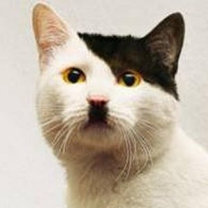 Jaythedumbman's profile picture. Hi im nothing