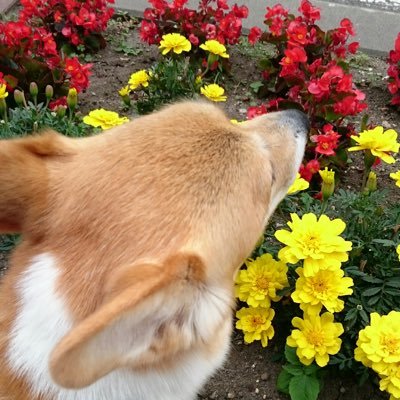 メインはわんこ·大食いﾃﾞｽ。いちごは6年前にお空組🐶🐾 キング・武士飯・髭男💙 ※フォローのみで交流ない方 解消させて頂きます。ご理解下さい🙇🏻‍♀️