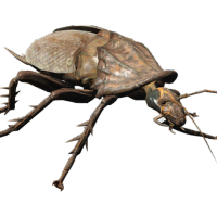 Rad Roach (@radroach98) 's Twitter Profile