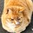 とらご's icon
