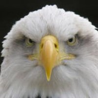 Godschild (@williamnotorp2u) 's Twitter Profile