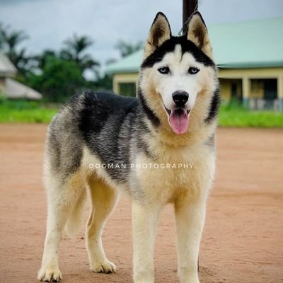 Igbo_Boy2's profile picture. Born Biafran, proudly Biafran an IGBO man for real.