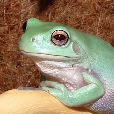 (Frog/Frog) 🐸 I do not identify as a frog. I am a frog. Only a bigot wouldn't affirm this fact. 🐸
The only thing green about me is my skin. 🐸  Exodus 8:2-4🐸