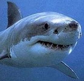 Always searching for my next trade like a great white sensing blood. I have a proven positive track record but always do you own DD.