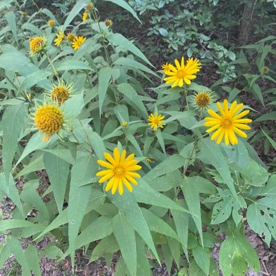 TXKCO's profile picture. Nature lover, Human rights enthusiast, gymnastics lover, writer, musician, and dog lover. I’ll take the truth over sprinkled B.S. everyday.