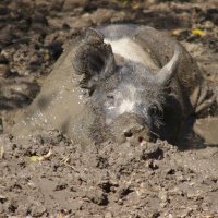 offline hog (@absenthog) 's Twitter Profile Photo offline hog (@absenthog) 's Twitter Profile Photo