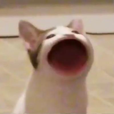 bushi_1735's profile picture. #옞 #씬옞