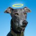 Blue the Grey (@bluethegreyt) Twitter profile photo Blue the Grey (@bluethegreyt) Twitter profile photo