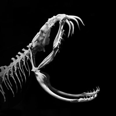 mertvcod's profile picture. Beginner Python developer