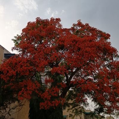 jim_daftar's profile picture. no need for vacuities